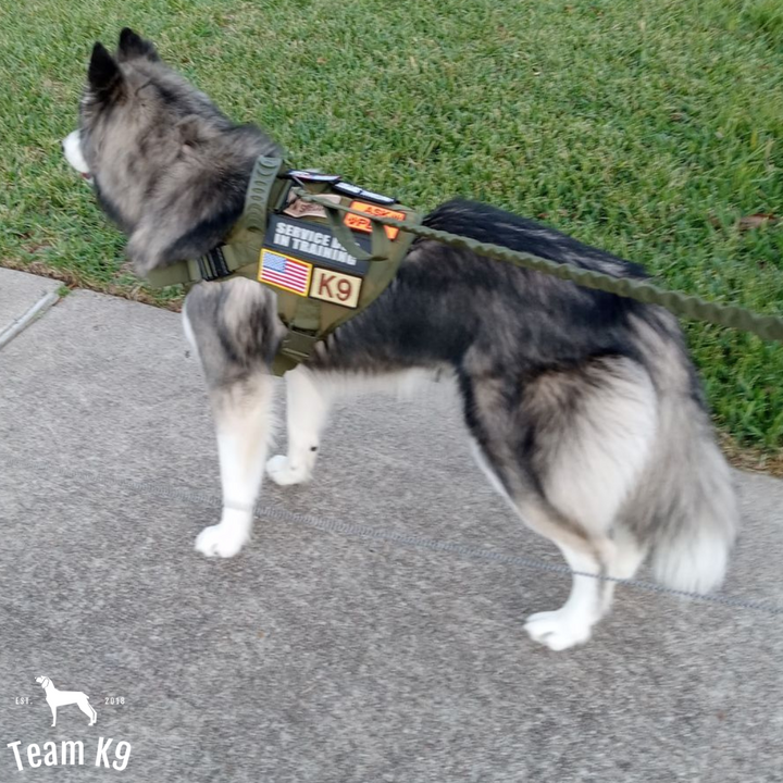 Tactical Dog Harness System All-In-One Training Bundle No-Pull Harness MOLLE Pouches Travel Water Bowl Holiday 2025