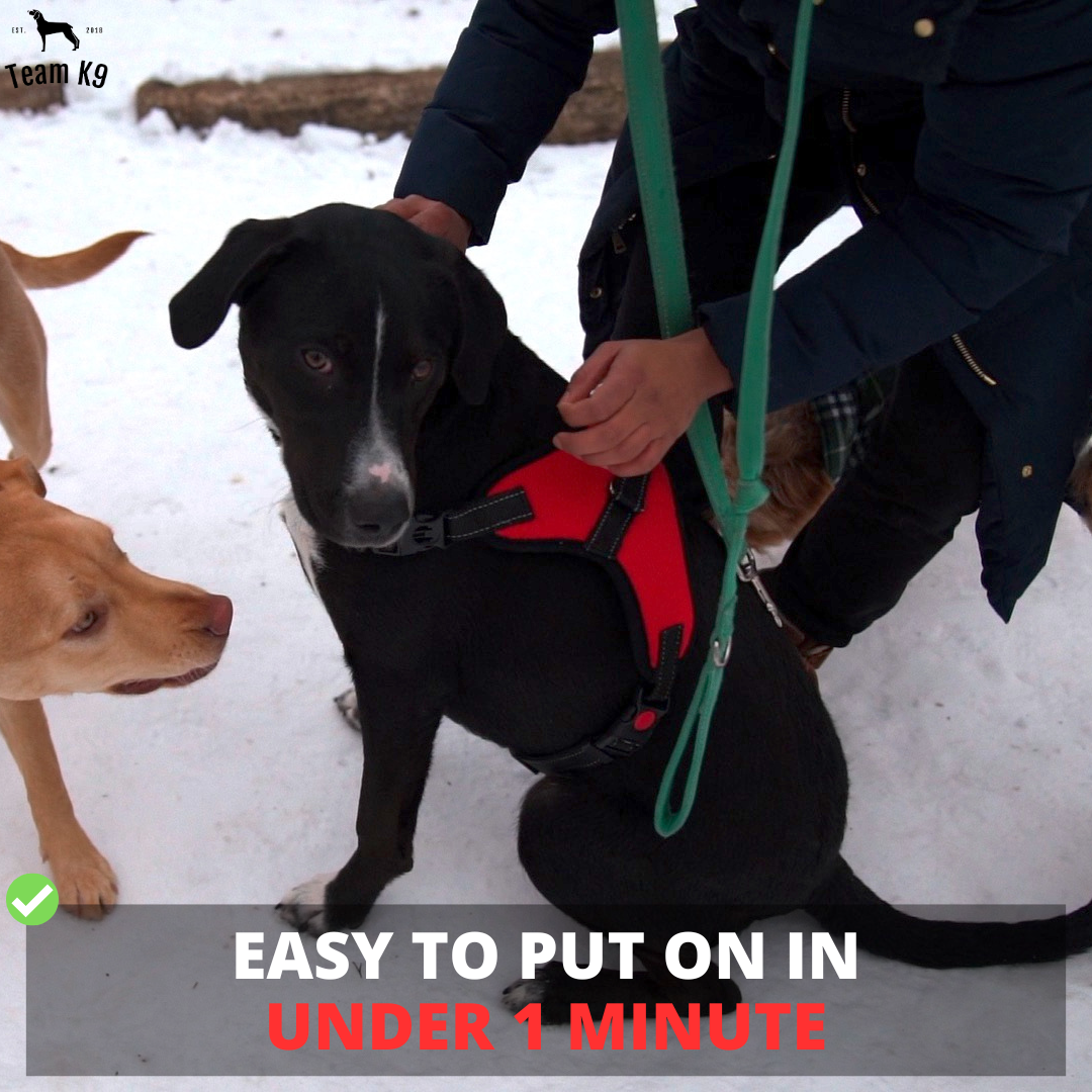 Dog Harness No-Choke Adjustable Safety Harness Fall 2025 Trend Breathable Padding For Gentle Control