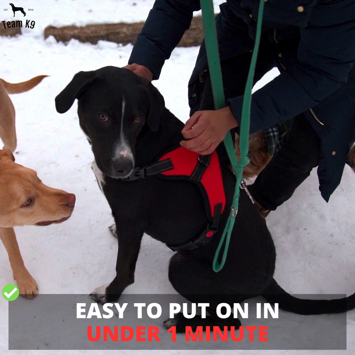 Dog Harness No-Choke Adjustable Safety Harness Fall 2025 Trend Breathable Padding For Gentle Control