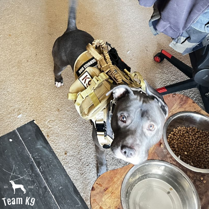 Tactical Dog Harness System All-In-One Training Bundle No-Pull Harness MOLLE Pouches Travel Water Bowl Holiday 2025