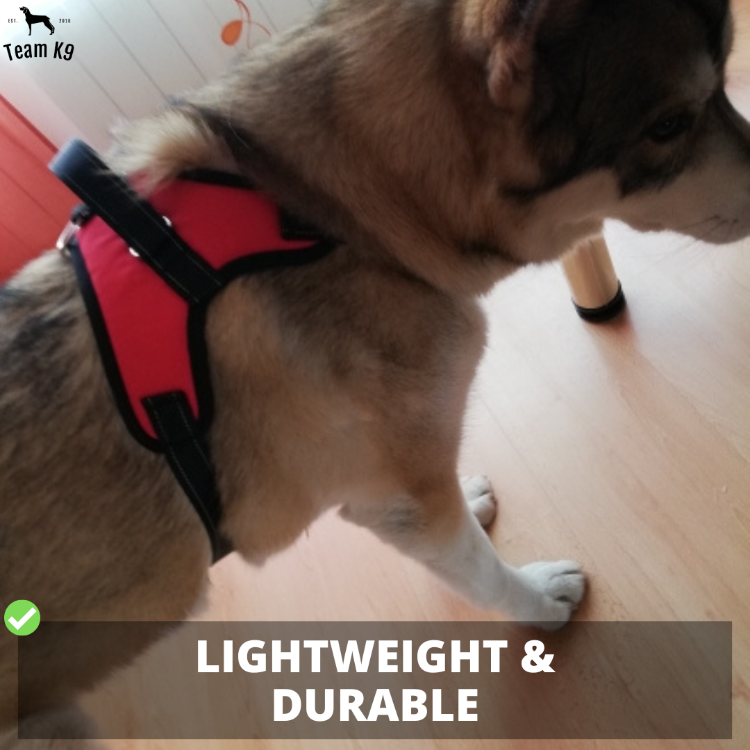Dog Harness No-Choke Adjustable Safety Harness Fall 2025 Trend Breathable Padding For Gentle Control