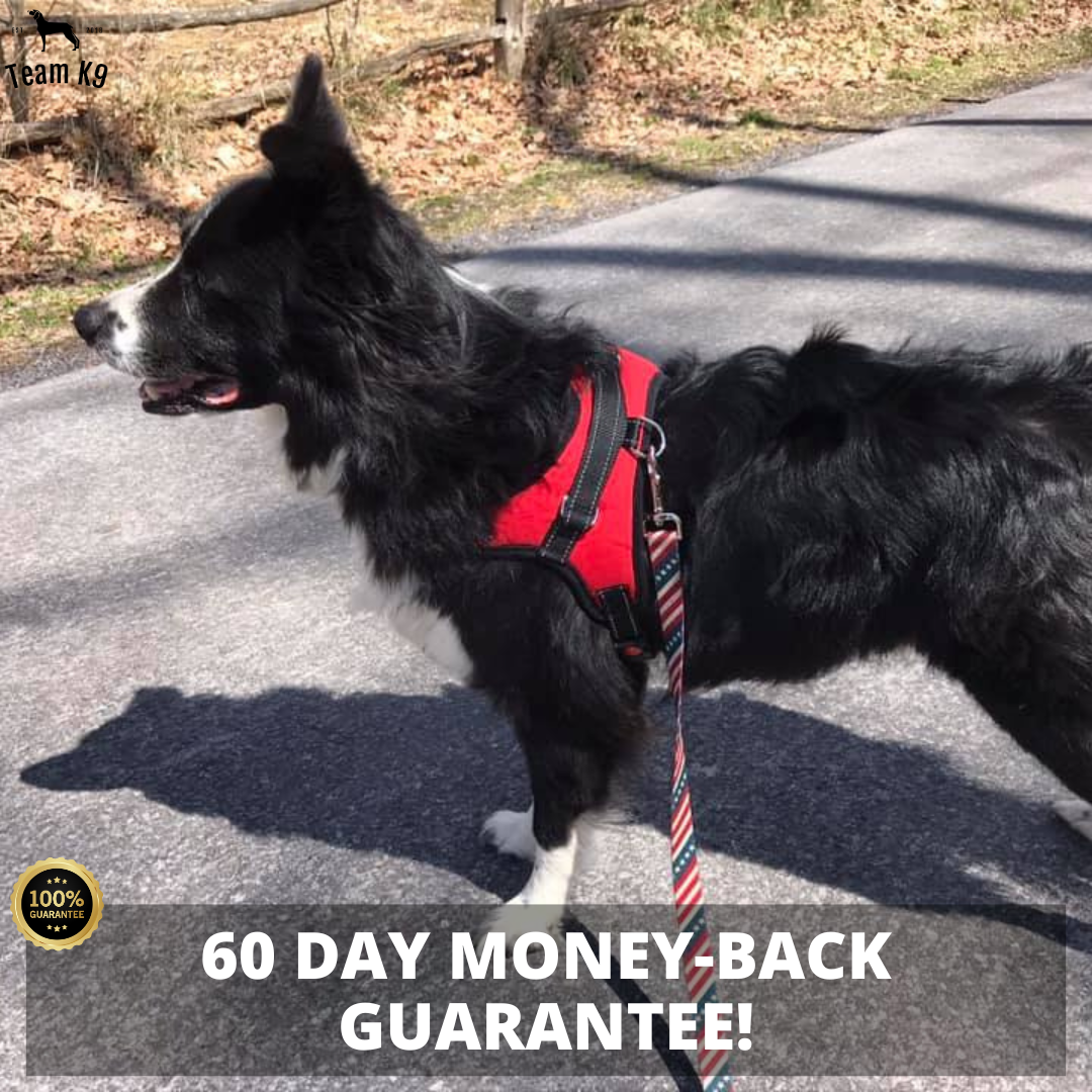 Dog Harness No-Choke Adjustable Safety Harness Fall 2025 Trend Breathable Padding For Gentle Control