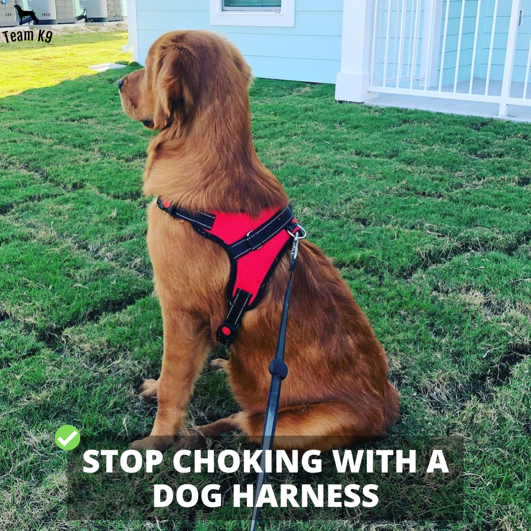 Dog Harness No-Choke Adjustable Safety Harness Fall 2025 Trend Breathable Padding For Gentle Control
