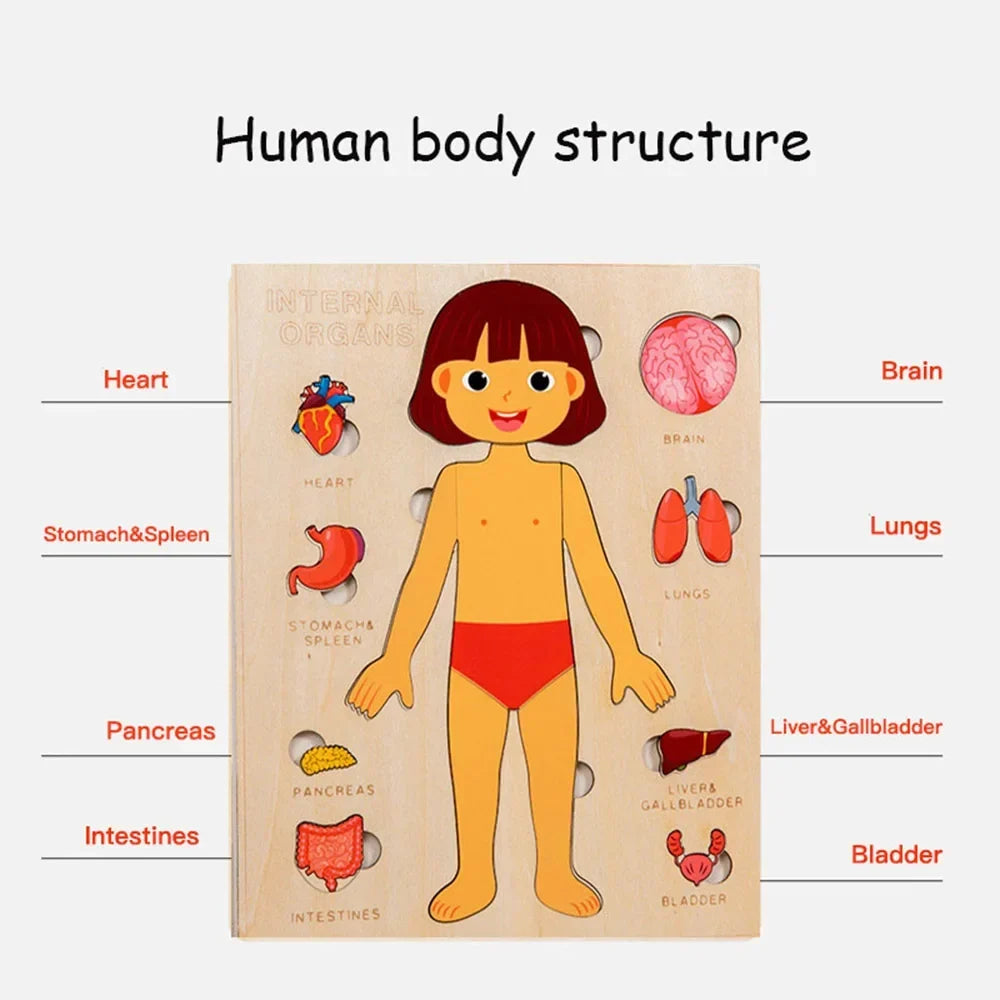 Montessori Human Anatomy Jigsaw Puzzle for Kids, 10 Pieces Educational Toy, Interactive Learning Tool, Non-Toxic Wood, 12 x 9 Inches