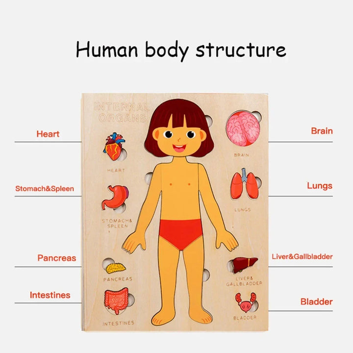 Montessori Human Anatomy Jigsaw Puzzle for Kids, 10 Pieces Educational Toy, Interactive Learning Tool, Non-Toxic Wood, 12 x 9 Inches