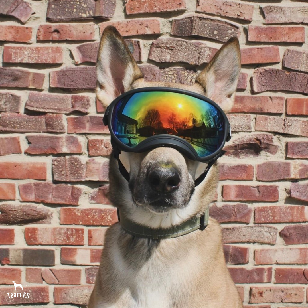 Dog Goggles Adjustable Eye Protection For Active Dogs Mirrored Rainbow Lens Fall 2025 Trend
